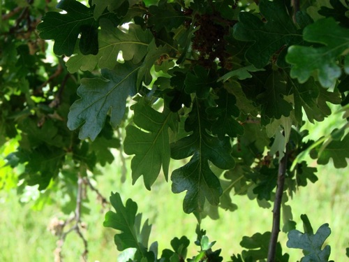 Leaves in Shadow